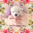 /album/fotogalerij-foto1/aq-30-07-25-4-10-22-uur-graham-png/